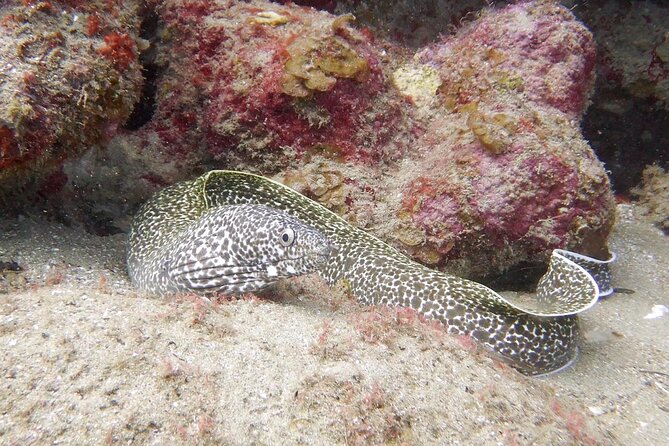 Diving for Certified Divers, 2 Tanks Sosúa Bay - The surface interval includes water, fruit, and a real pause