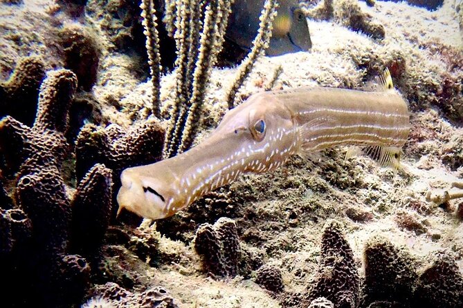 Diving for Certified Divers, 2 Tanks Sosúa Bay - The second site adds value to the morning