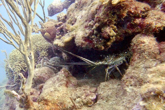 Diving for Certified Divers, 2 Tanks Sosúa Bay - Who will get the most from this outing