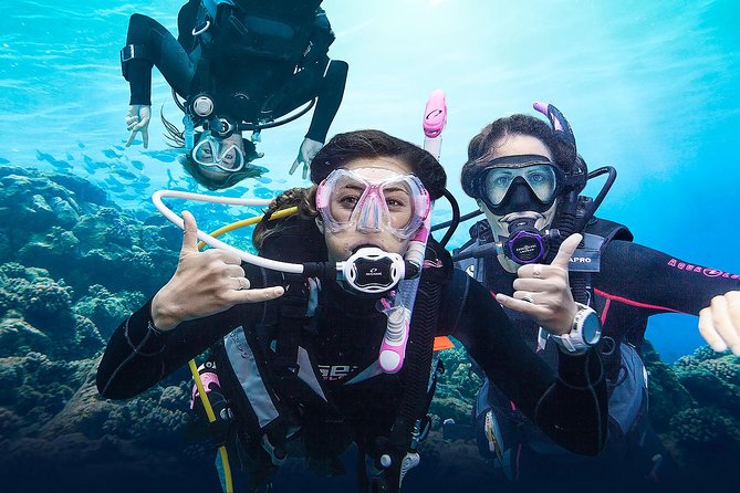 Diving for Certified Divers, 2 Tanks Sosúa Bay - What the first underwater session is like