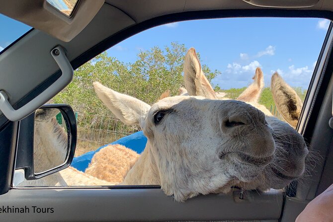 Donkey Sanctuary Tour with a Local Guide - Key points to know before booking
