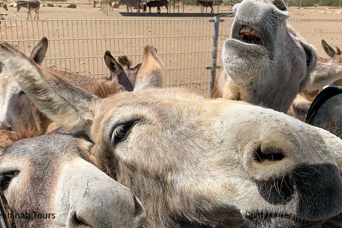 Donkey Sanctuary Tour with a Local Guide - The drive to the Donkey Sanctuary