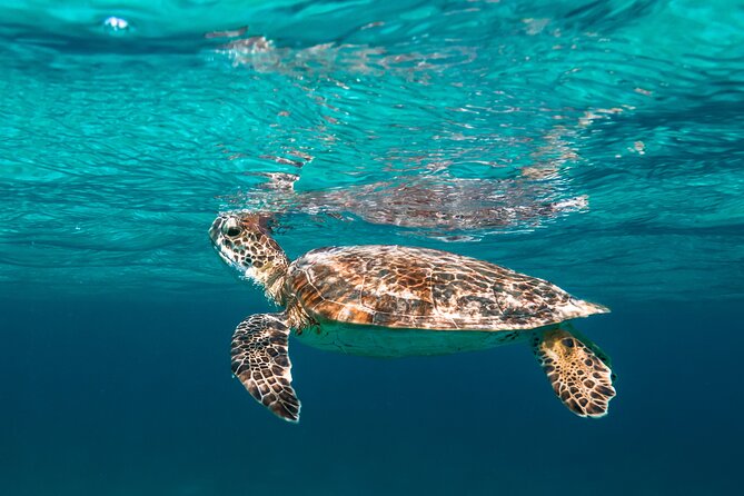 E-Snorkeling tour in Bonaire with easy Sea Scooters - Key points at a glance
