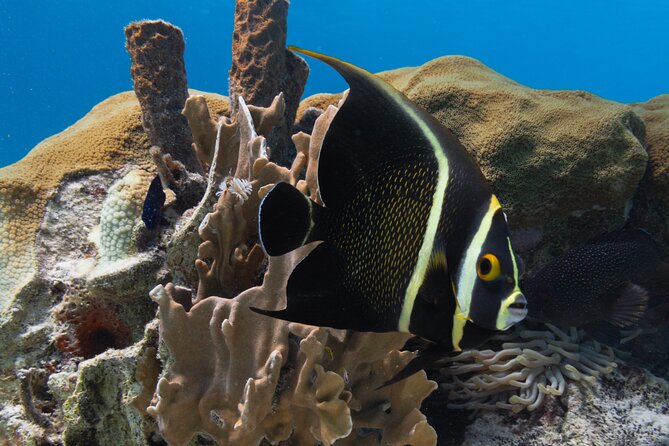 E-Snorkeling tour in Bonaire with easy Sea Scooters - How the small group affects the experience
