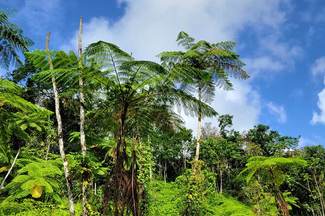 El Yunque Rainforest and Luquillo Kiosk Day Trip - What $68 buys you
