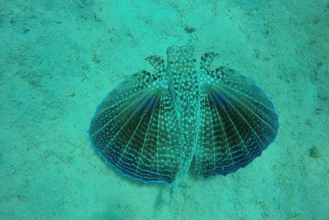 Elegance Catamaran turtles swim and lunch cruise - A small catamaran that keeps the day personal