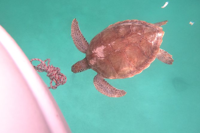 Elegance Catamaran turtles swim and lunch cruise - The return sail to Bridgetown