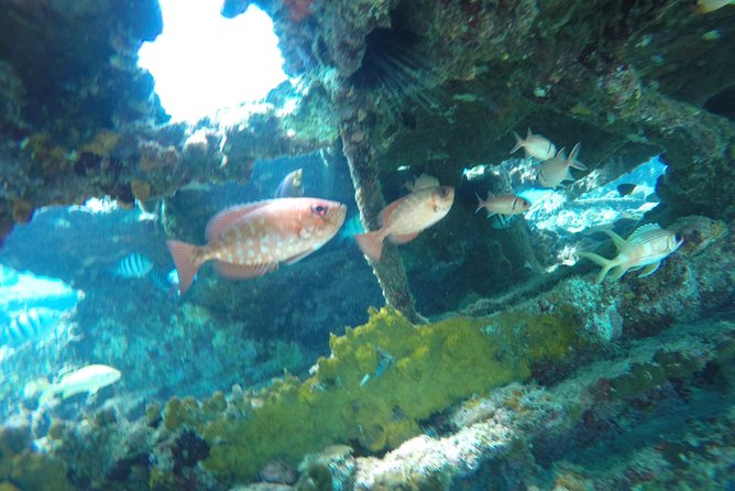Elegance Catamaran turtles swim and lunch cruise - Transfers deserve a careful check