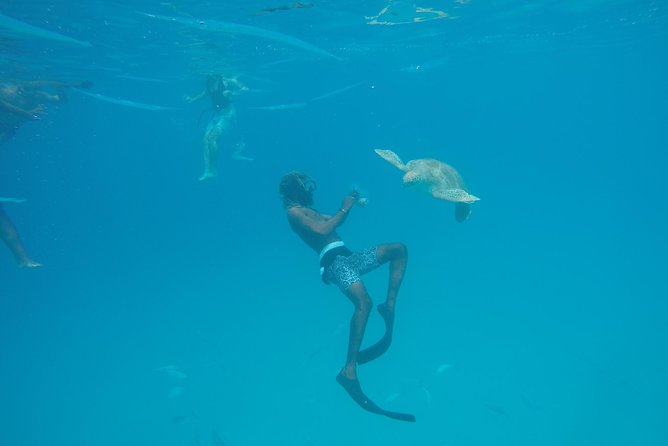 Elegance Catamaran turtles swim and lunch cruise - Is $165 a fair price?