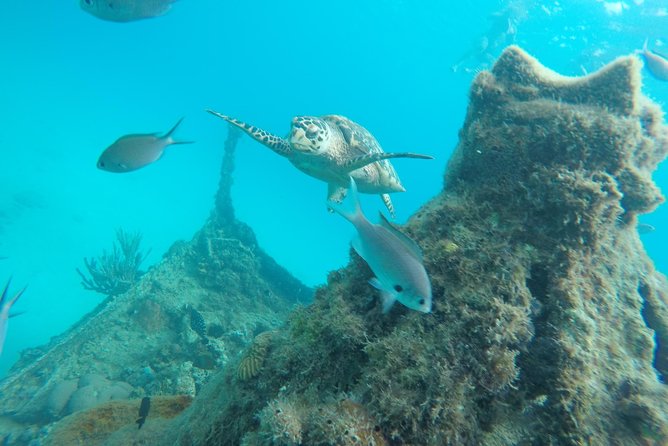 Elegance Catamaran turtles swim and lunch cruise - The 45-minute turtle stop near Carlisle Bay