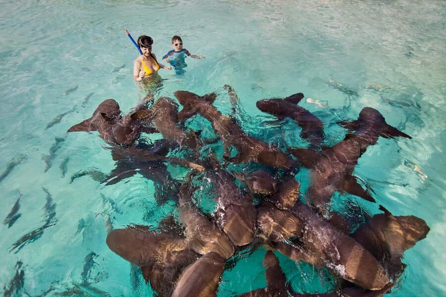 Exclusive Fly-In Premium Beach Experience from Nassau - Staniel Cay is your launch point
