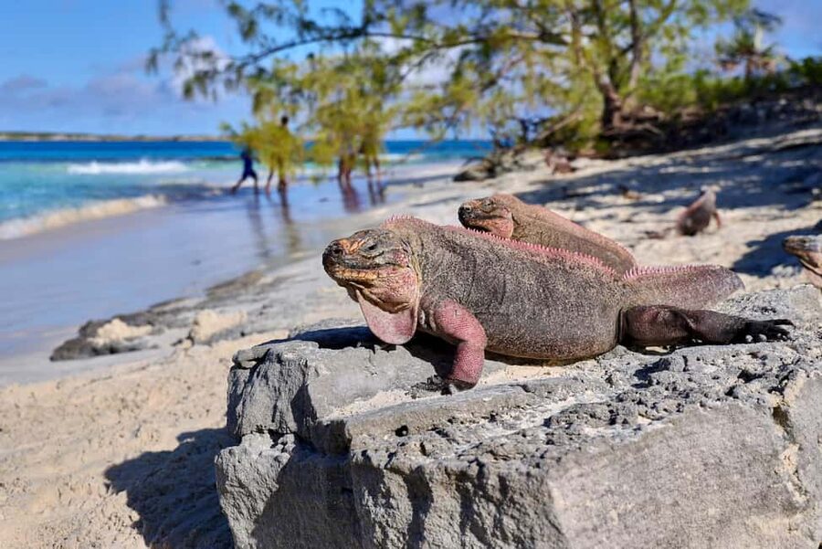 Exclusive Fly-In Premium Beach Experience from Nassau - Snorkeling at Thunderball Grotto