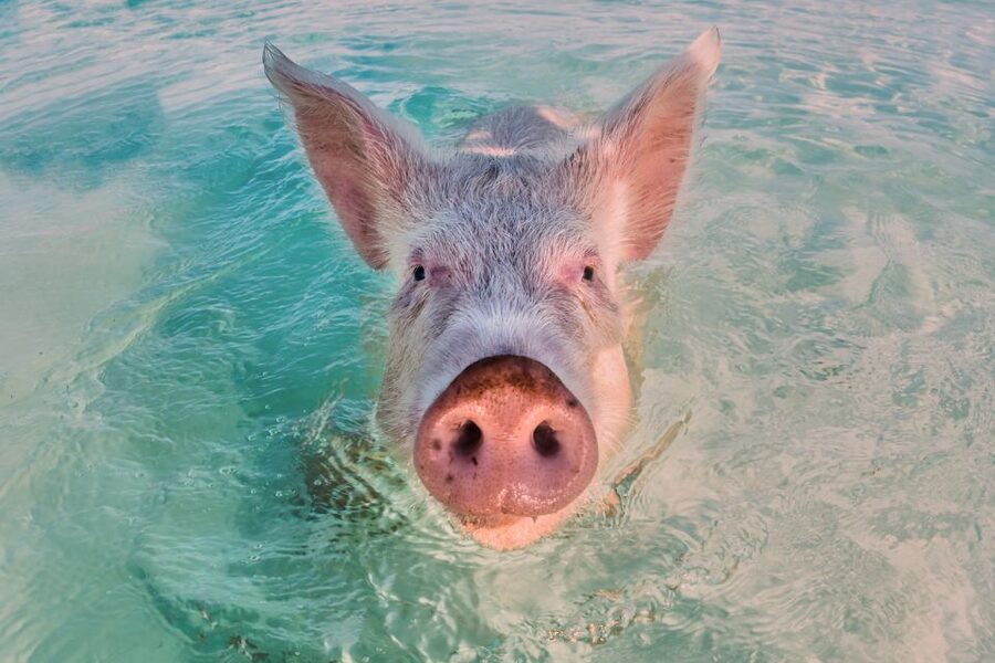 Exclusive Fly-In Premium Beach Experience from Nassau - The iguanas and the sandbar pause