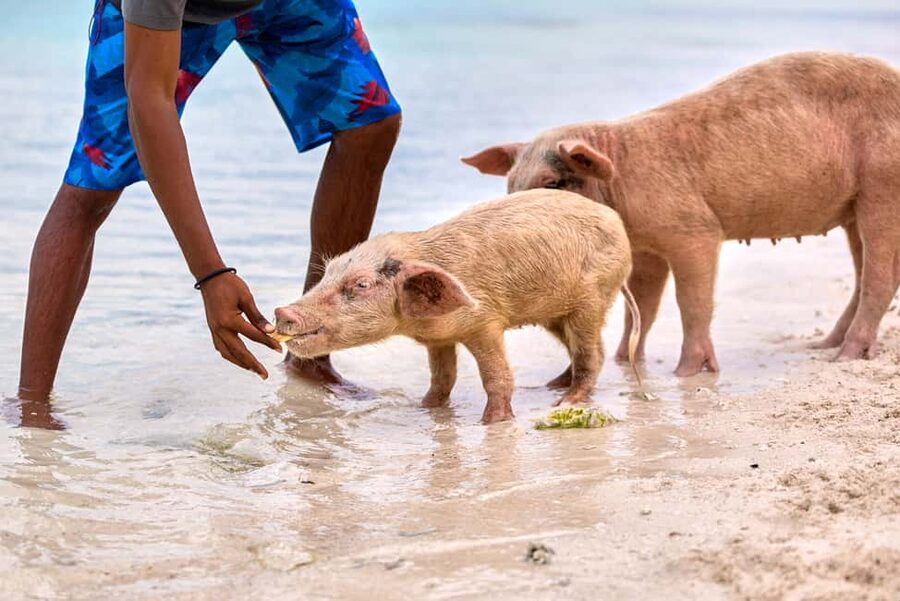 Exclusive Fly-In Premium Beach Experience from Nassau - Pig Beach on Big Major Cay