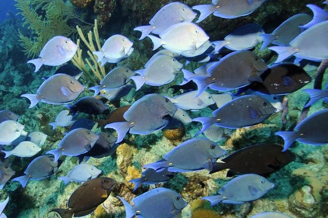 Exclusive Supreme Snorkeling Tour - Grand Turk’s Amazing Wall sets the tone