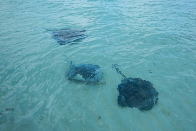 Exclusive Supreme Snorkeling Tour - Fresh conch adds food and local know-how