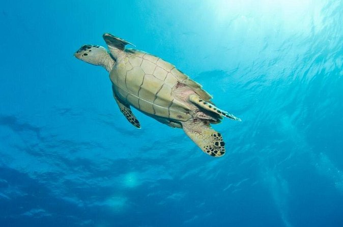 Exclusive Supreme Snorkeling Tour - The local crew can make or break the day