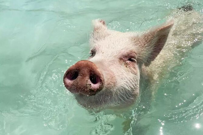 Experience The Exumas and the World Famous Swimming Pigs - Why this Exuma day is more than a pig encounter