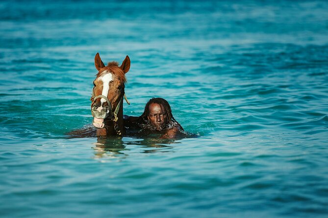 Experience the Swimming Horses at Carlisle Bay & the Garrison - Key points to know before you book