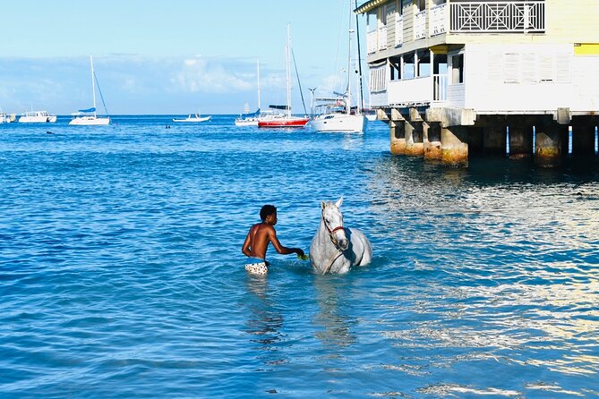 Experience the Swimming Horses at Carlisle Bay & the Garrison - Why the 6:00 am start is worth it