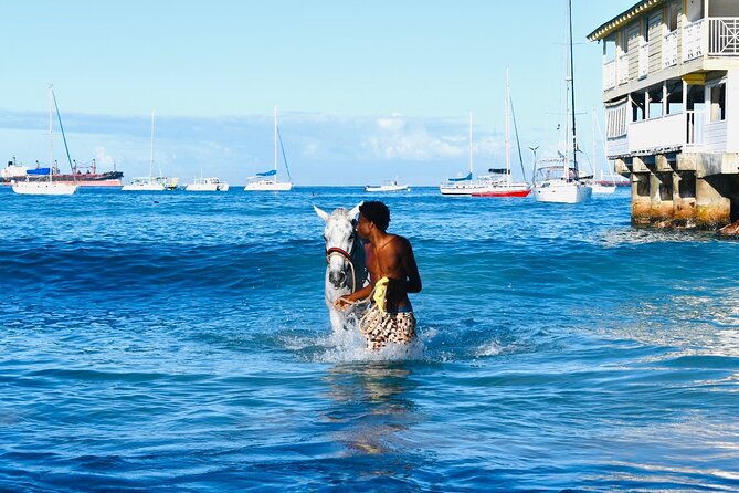 Experience the Swimming Horses at Carlisle Bay & the Garrison - What the horse encounter feels like in practice