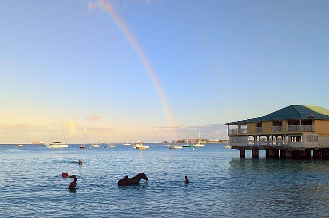 Experience the Swimming Horses at Carlisle Bay & the Garrison - Is $35 good value?
