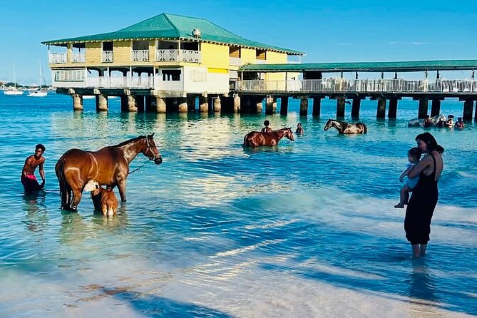 Experience the Swimming Horses at Carlisle Bay & the Garrison - Who will enjoy this Barbados tour most?