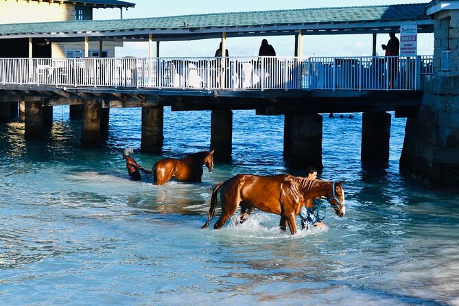 Experience the Swimming Horses at Carlisle Bay & the Garrison - Pebbles Beach and the swimming horses