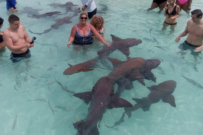 Exuma Day Away - Original Swimming Pigs Excursion - Big Major Cay and the original swimming pigs