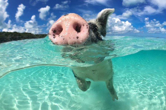 Exuma Day Away - Original Swimming Pigs Excursion - Great Guana Cay and its rock iguanas