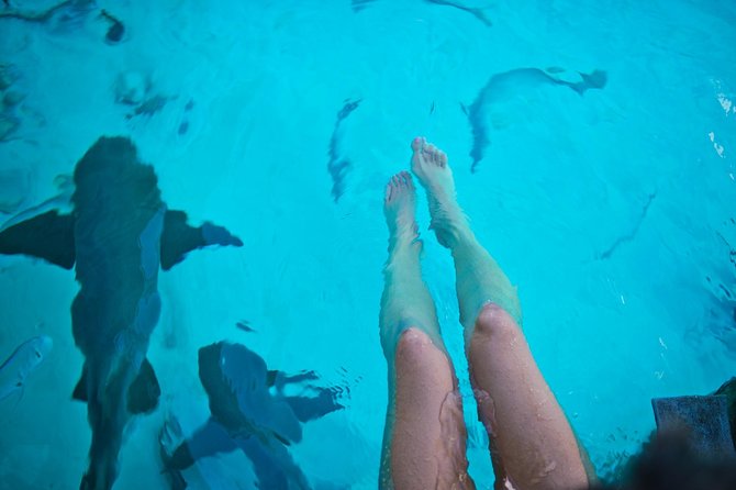 Exuma Elite Escape: Luxury Fly-In Pig Beach Adventure - 7 Stops - Compass Cay and the nurse sharks