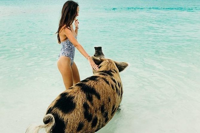 Exuma Elite Escape: Luxury Fly-In Pig Beach Adventure - 7 Stops - Pig Beach: charming, crowded, and worth seeing