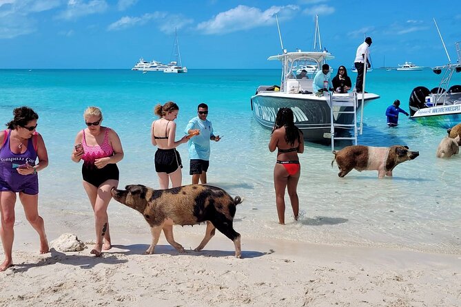 Exuma Full Day Swimming Pigs Group Boat Tour - The sunken plane linked to Pablo Escobar
