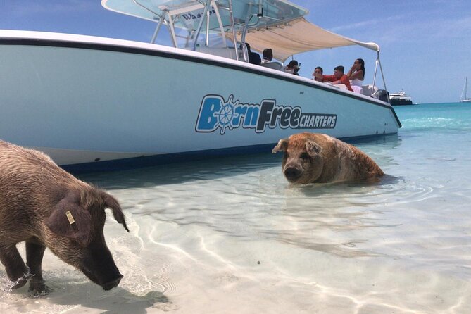Exuma Island Hopping Swimming Pigs Tour with Lunch from Nassau - Great Exuma lunch, with a taste of the local side