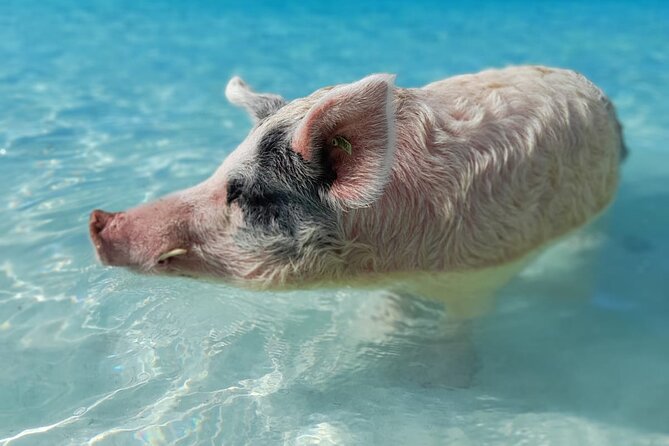 Exuma Island Hopping Swimming Pigs Tour with Lunch from Nassau - Pig Beach at Big Major Cay