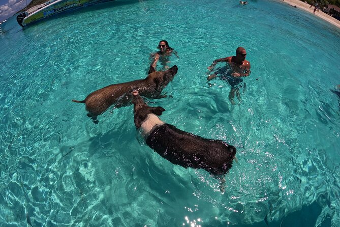 Exuma Island Hopping Swimming Pigs Tour with Lunch from Nassau - Norman’s Cay and the sunken plane