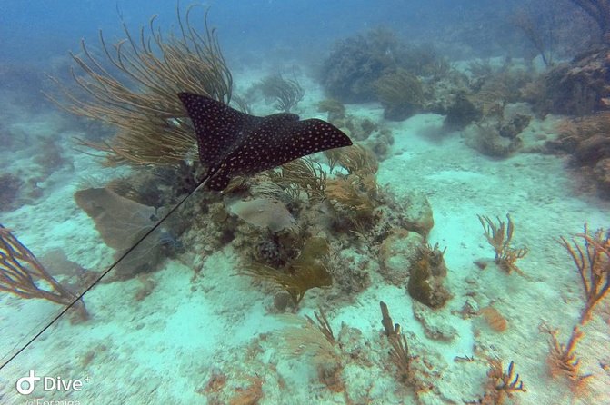 Fajardo Afternoon Snorkeling Adventure Tour - Is $110 a fair price?