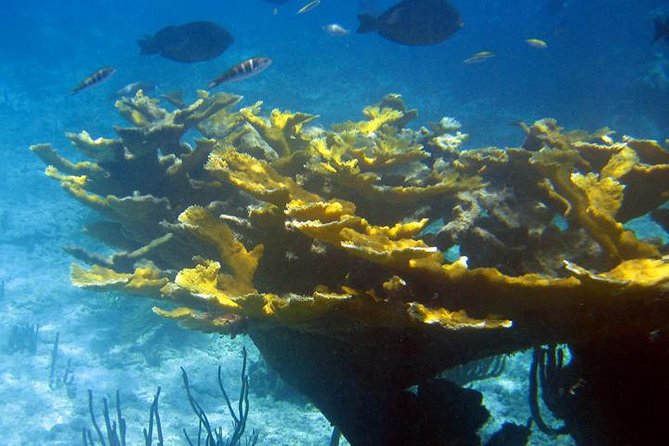 Fajardo Afternoon Snorkeling Adventure Tour - Who should choose this Fajardo tour?