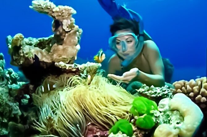 Family Fun-Snorkeling with Lunch Stop from Montego Bay - Families, first-timers, and older relatives