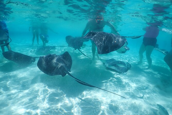 (Family owned) Stingray city sandbar, Starfish Beach & Snorkeling - Why Stingray City is the star of the outing