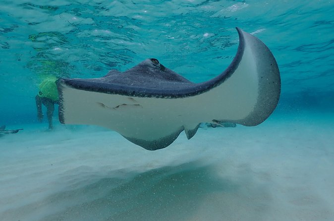(Family owned) Stingray city sandbar, Starfish Beach & Snorkeling - Safety, sea conditions, and comfort