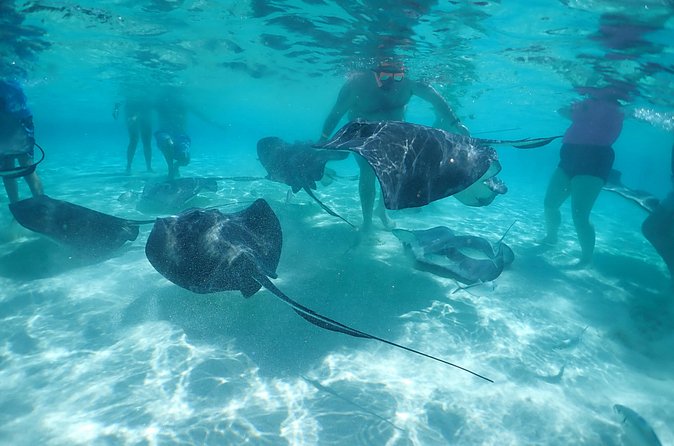 (Family owned) Stingray city sandbar, Starfish Beach & Snorkeling - Who will enjoy this tour most?