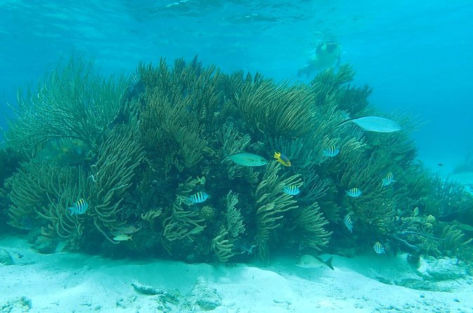 (Family owned) Stingray city sandbar, Starfish Beach & Snorkeling - Booking details that matter