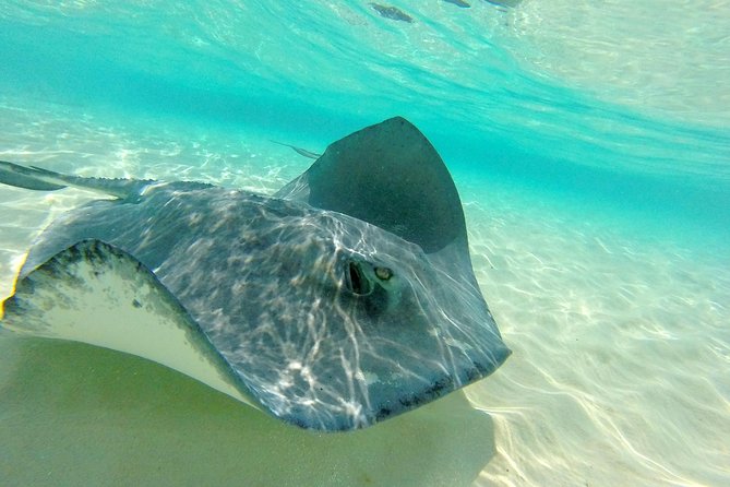 (Family owned) Stingray city sandbar, Starfish Beach & Snorkeling - Starfish Point offers a calmer, shallower stop