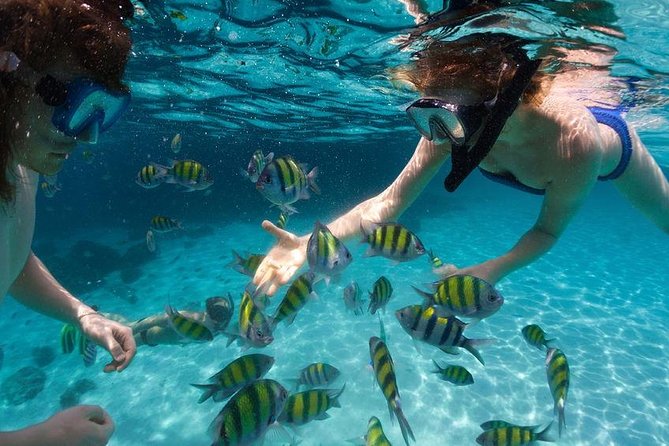 Family Snorkeling Adventure Punta Cana - Practical details before you book