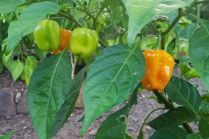 Flavors of St Lucia Culinary Experience - Taste the food as you cook
