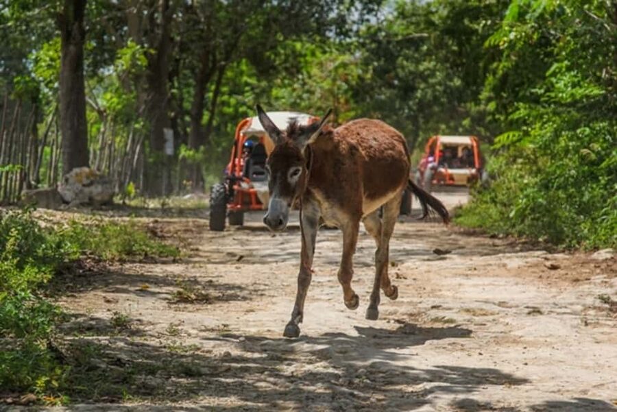 Flintstones Buggy, Cave and Adventure in Bavaro - The coffee stop at a Dominican colmado