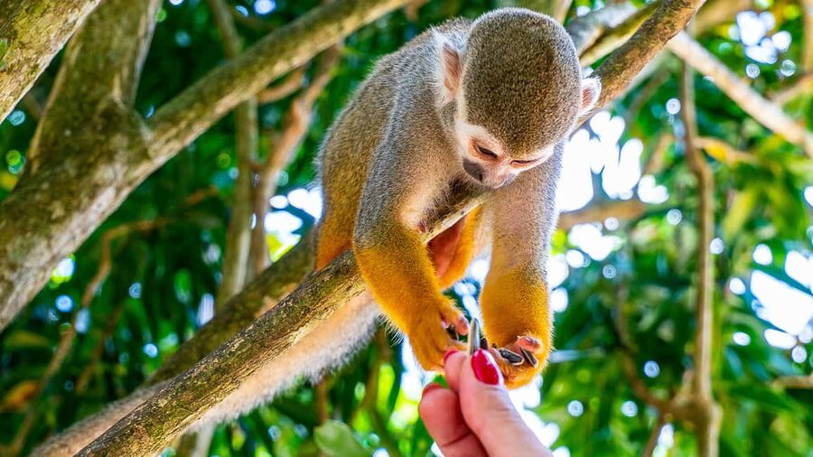 From Bayahibe: Half Day Monkeyland Safari - A country home, coffee, and cocoa