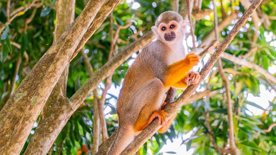 From Bayahibe: Half Day Monkeyland Safari - What the $95 price includes