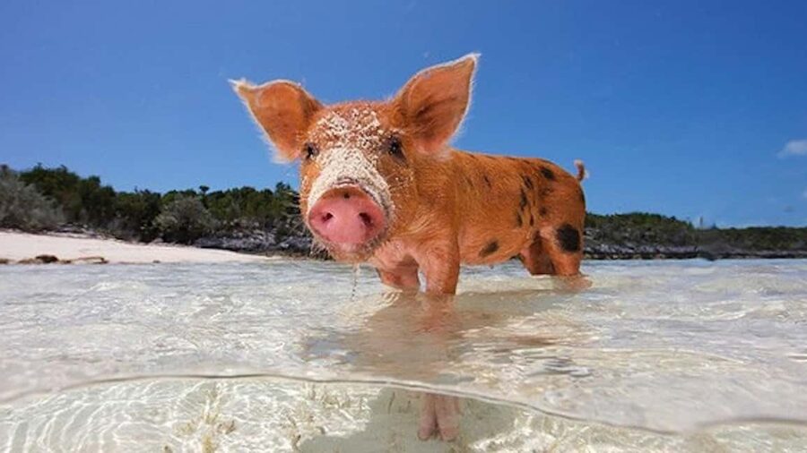 From Nassau: Swim with Pigs Safari - Should you book the Swimming Pigs Safari?